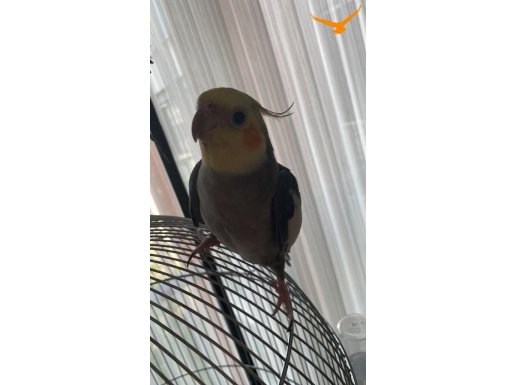 Çift Sultan papağanı 1.5 yaşından biraz küçükler 