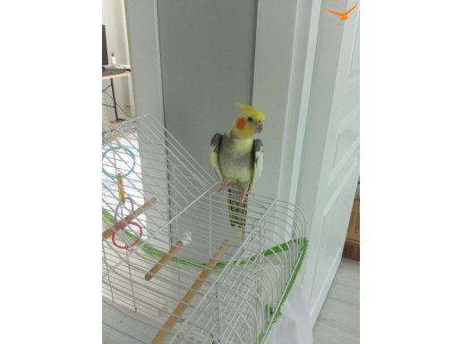 Damızlık Sultan papağanı çifti 