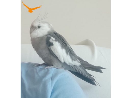 Sultan papağanı 6 Aylık Kafesi ile birlikte