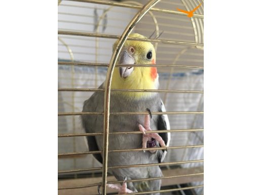 10-15 kelime konuşabilen Pearl cinsi kafesiyle birlikte