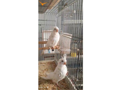 Albino ıkısıde dişi Albino erkekle takas olur 