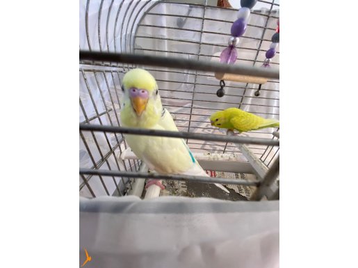 Konuşkan sarı muhabbet kuşu 