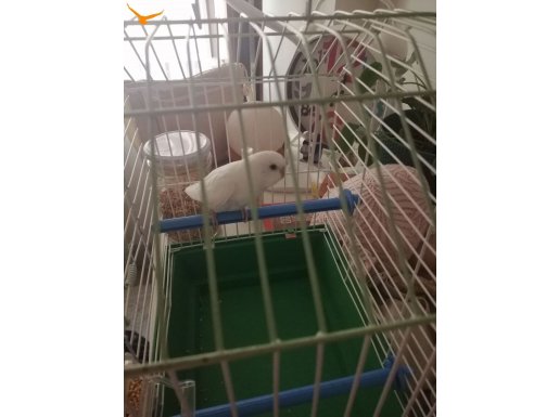 Yavru hollanda beyaz muhabbet kuşu