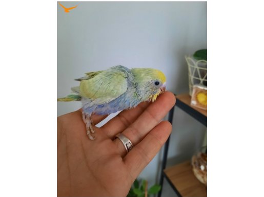 Renkli ele aliskin minik rainbowlar 