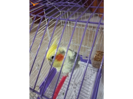 genç sarı+gri+beyaz birleşikli sultan papağanı  