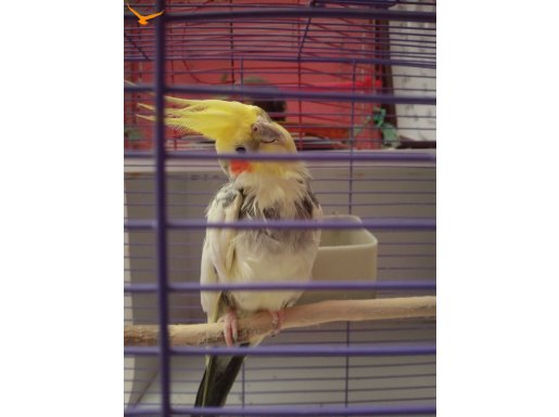 sarı gri mavi beyaz renkli sultan papağan 