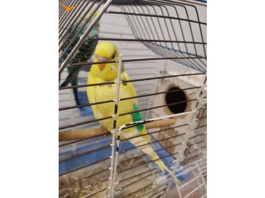 3 muhabbet kuşu kafes ve 2 kilo yem
