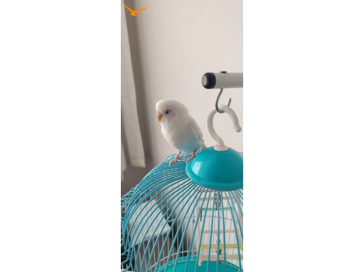 Beyaz Kırmızı Göz Albino Muhabbet Kuşu