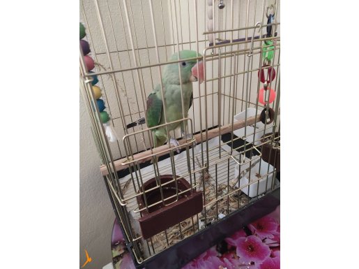 Alexander parrot 