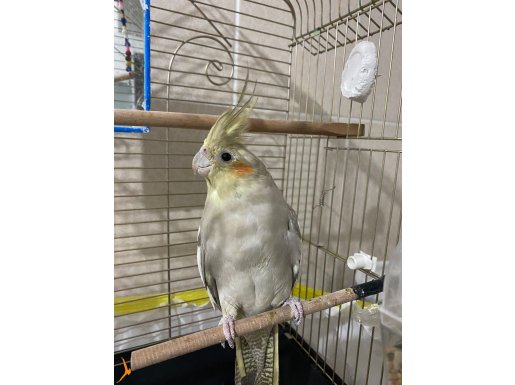 Sultan papağanı erkek 1 yaşında