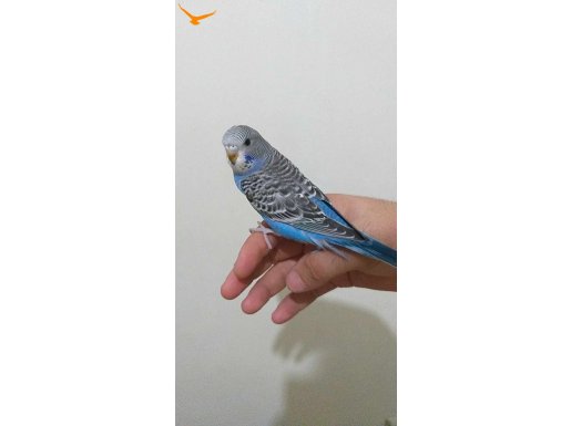 yeni yeme düstüler ele alıştırmalık gelen alır b.çekmece ist