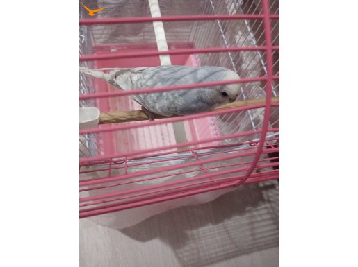 Gri Beyaz renkli dişi muhabbet kuşu 