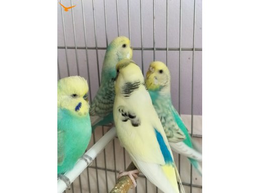 Sağlıklı bakımlı muhabbet kuşları 