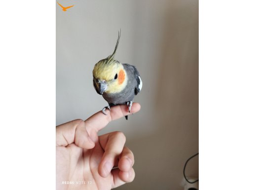 Erkek sultan papağanı konuşuyor 3 yıldır bizde 