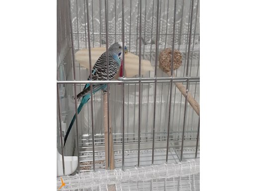 3 YAŞINDA ERKEK KONUŞAN KUŞ KIZGIN