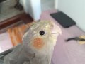4 AYLIK EVCİL EĞİTİMLİ SULTAN PAPAĞANI