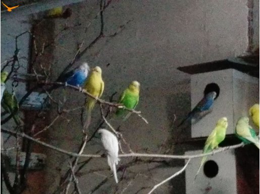 Toplu ve ayrı muhabbet ler uygun 