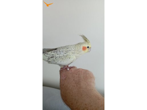 5 aylık pearl(inci) sultan