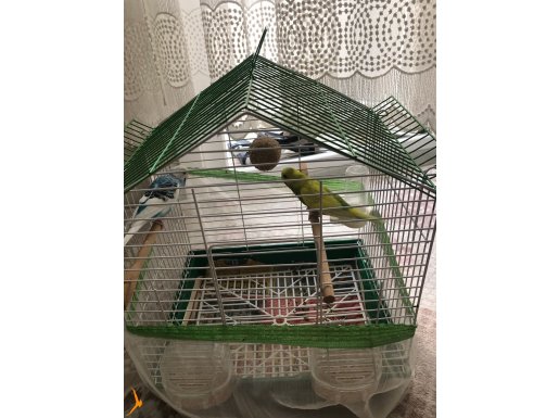 3 aylık çift muhabbet kuşu