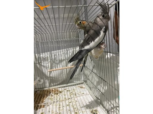 2 yavru grey ve white face kafesle birlikte verilecek