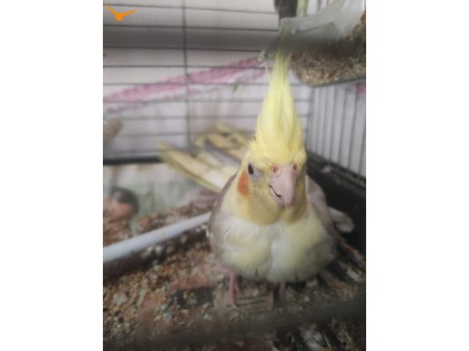 Yavru Yetişkin Sultan Papaganları