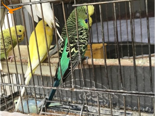 Erkek jumbo muhabbet kuşu + kafesler