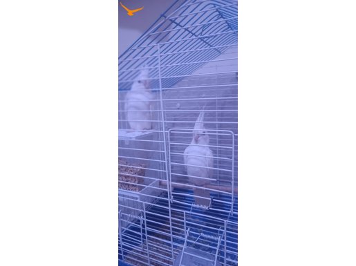 2 ve 6 aylık albino kırmızı göz yavrular mevcutur 