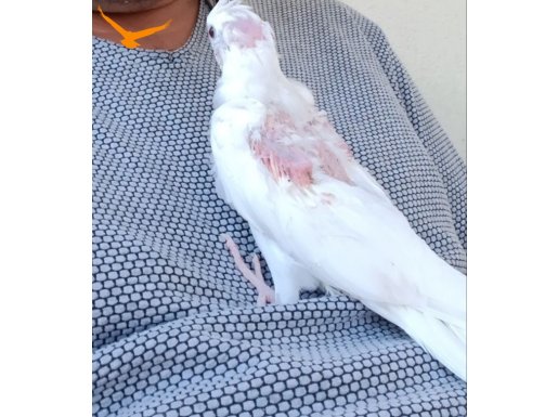 3 ve 5 aylık albino dışı ve erkek yavrular vardir