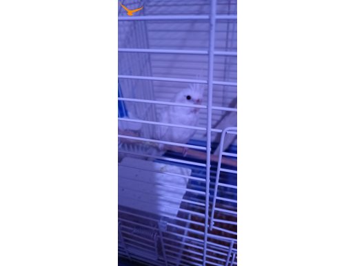 Beş aylık albino erkek dişi 