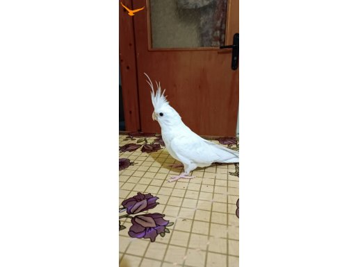 ALBİNO DIŞI ERKEK MEVCUTUR
