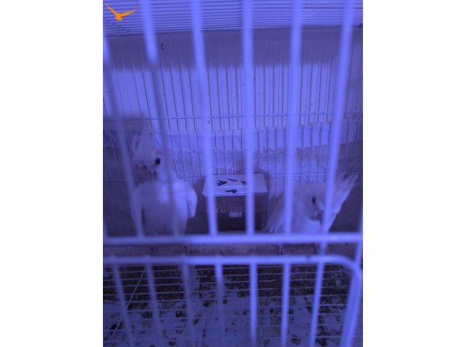 Albino kırmızı göz çift güzel yavruya bakar