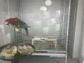 Belgeli macaw 