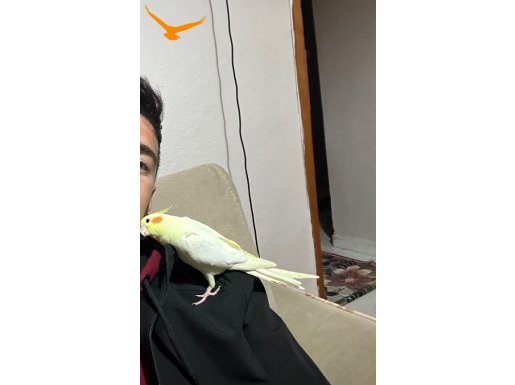 8 aylık erkek Sultan