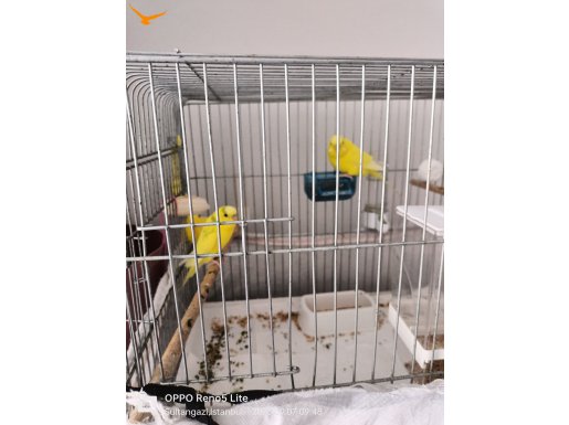 Bir dişi bir erkek sağlıklı muhabbet kuşu 