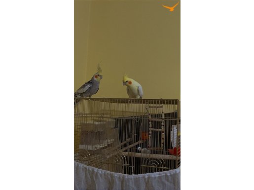 2 adet erkek ele alışık sultan papağanı