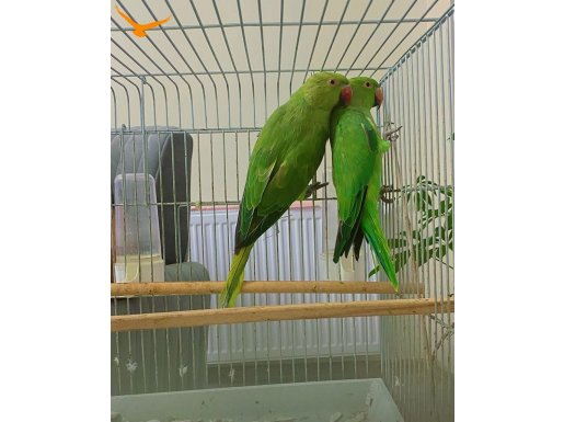 3-4 aylık yavru Pakistan Papağanları