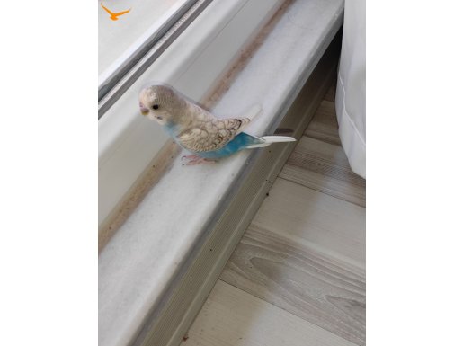 ELE ALIŞKIN SPANGLE MUHABBET KUŞU 4 AYLIK AÇIKLAMA OKUYUN
