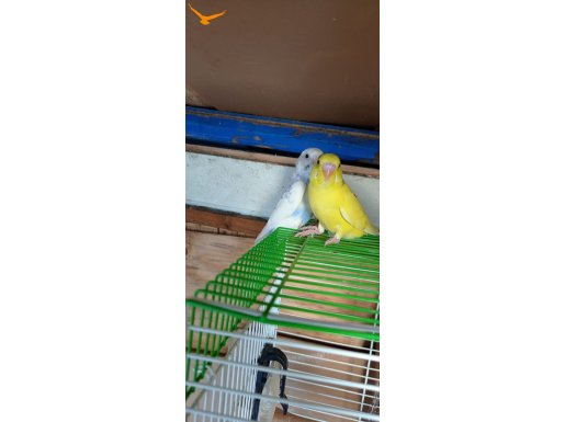 1 AYLIK SPANGLE MUHABBET KUŞU YAVRULARI