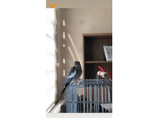 Konuşan erkek kızgınlıkta