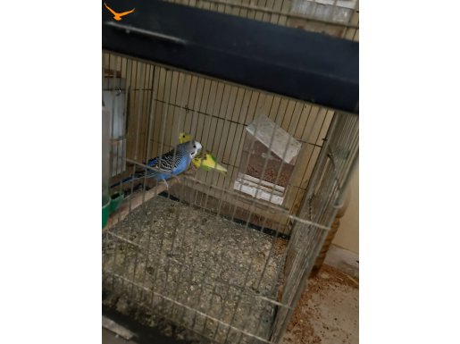 10 adet muhabbet kuşu kafesi ile verilecektir 4 kat 