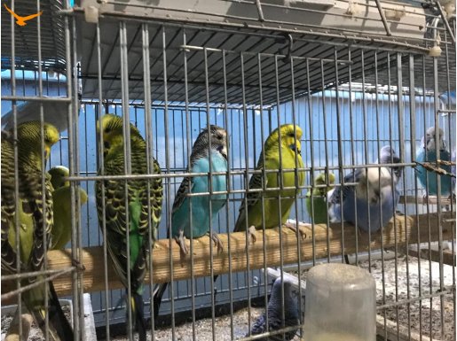 KOMPLE DAMIZLIK MUHABBET KUŞLARI