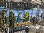 KOMPLE DAMIZLIK MUHABBET KUŞLARI