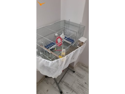 5 aylık albino kırmızı göz 