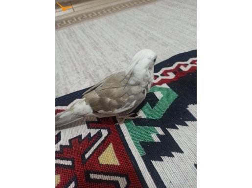 Albino ve grey uyguna veriyorum 