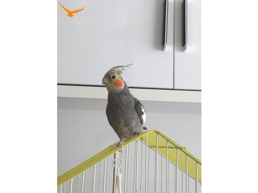 6 aylık erkek grey sultan papağanı