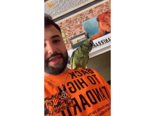 Amazon papağanı ful evcil hiç susmaz konuşur 