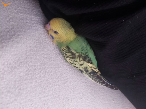 Bebek jumbo kırması muhabbet kuşu