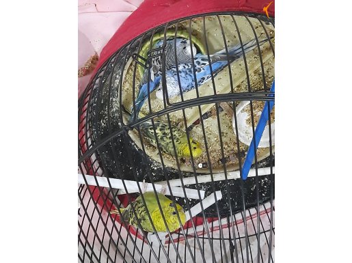 7 Yavru Muhabbet Kuşu