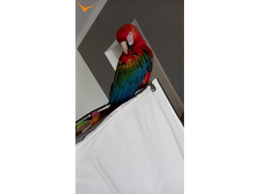 RUBY MACAW 