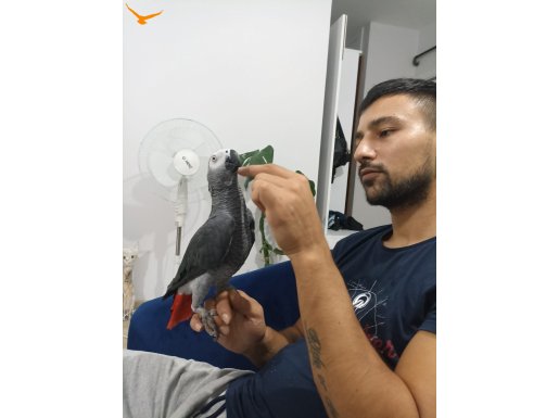 Yarı evcil jako